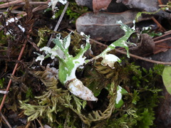 Cladonia foliacea