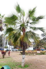 Pritchardia pacifica