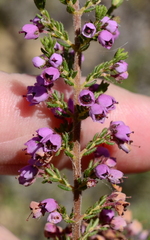 Erica bicolor