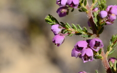 Erica bicolor