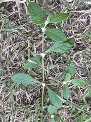 Alternanthera sessilis