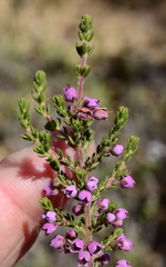 Erica bicolor