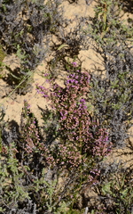 Erica bicolor
