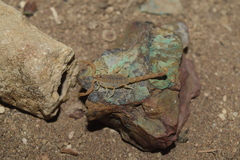 Mesobuthus navidpouri