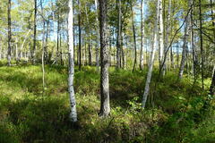 Betula platyphylla