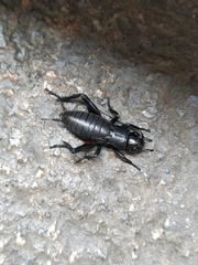 Gryllus