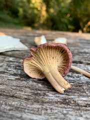 Cantharellus atrolilacinus