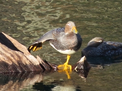 Tachyeres patachonicus