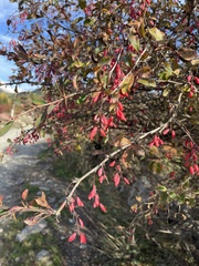 Berberis vulgaris