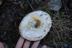 Ganoderma curtisii