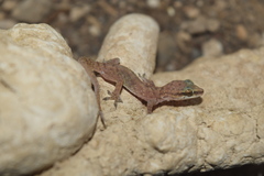 Hemidactylus robustus