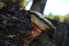 Ganoderma curtisii