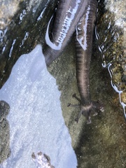 Polycheira rufescens