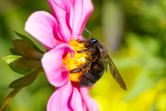 Xylocopa tranquebarorum