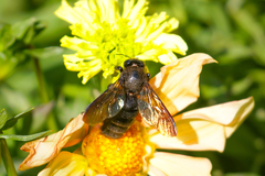 Xylocopa tranquebarorum
