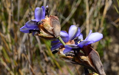 Aristea bracteata