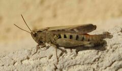 Omocestus