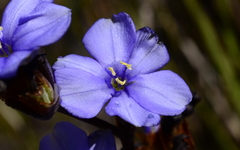 Aristea bracteata