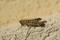 Omocestus