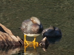 Tachyeres patachonicus