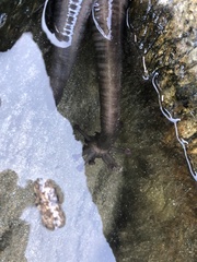 Polycheira rufescens