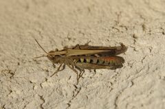 Omocestus