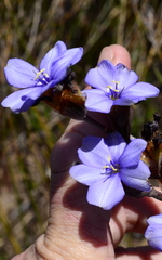 Aristea bracteata