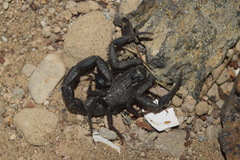 Hottentotta zagrosensis