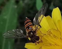 Episyrphus balteatus
