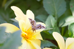 Macdunnoughia confusa
