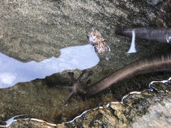 Polycheira rufescens