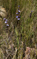 Aristea bracteata