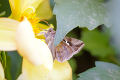 Macdunnoughia confusa