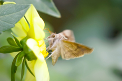 Macdunnoughia confusa