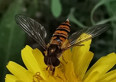 Episyrphus balteatus