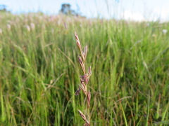 Lolium multiflorum