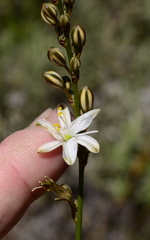 Chlorophytum graminifolium