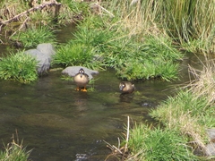 Speculanas specularis