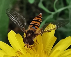 Episyrphus balteatus