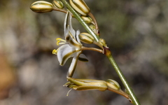 Chlorophytum graminifolium