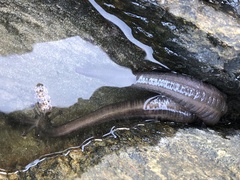 Polycheira rufescens