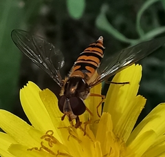 Episyrphus balteatus