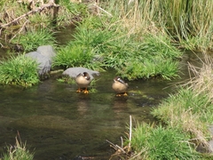 Speculanas specularis