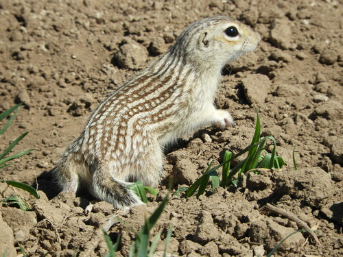 Thirteen-lined Ground Squirrel, photo 7 of 9