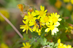 Helophilus continuus