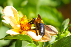 Xylocopa appendiculata