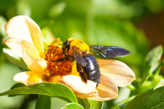 Xylocopa appendiculata