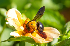 Xylocopa appendiculata