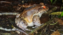 Leptodactylus savagei