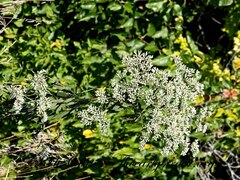 Eupatorieae